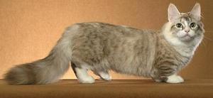 Манчкин кошка-такса