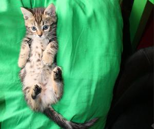 Котенок спит на спине