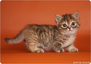 Маленький манчкин котенок