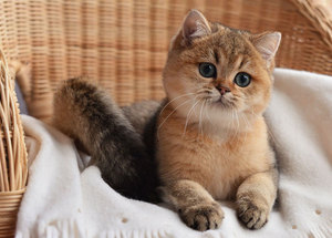 Британская шиншилла редкой расцветки