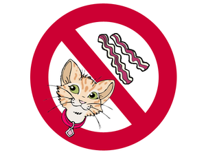 Чем не стоит кормить британскую шиншиллу