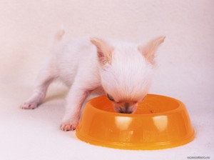 Как кормить чихуахуа