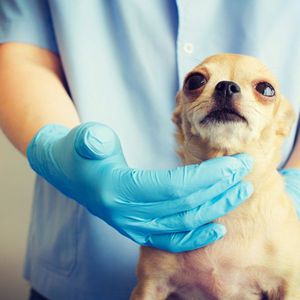 Ветеринар с собакой