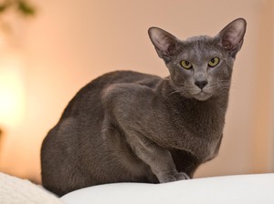 Порода Ориентальная кошка