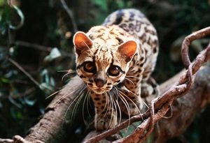 Виды кошачьих животных