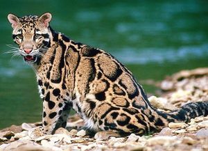 Какие кошачие опасные животные