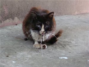 Атипичная стадия бешенства