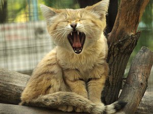 Где обитает бархатная кошка