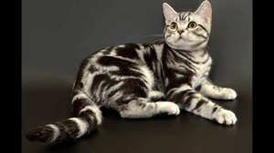 Короткошерстная кошка