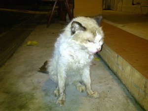 Причины заболевания лейкоз