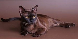 Уход за шерстью кошек бурманской породы