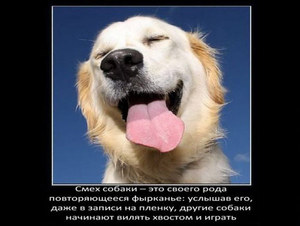 Интересное о собаках