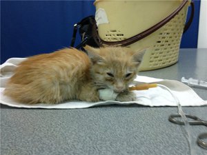 Капельница кошке