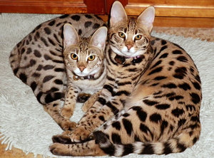 Особенности 