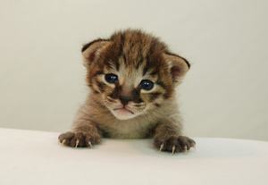 Разведение котов породы саванна 