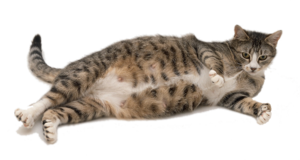 Не давайте препарат питомцу во время беременности и 3 недели после родов