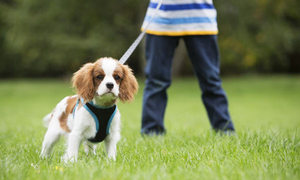 Как приучить собаку ходить на улицу в туалет