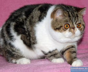 Внешность и характер Экзотической короткошерстной кошки