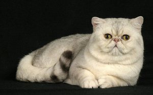 Кормление экзотической кошки