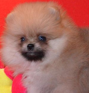 Где купить щенка собаки породы Карликовый померанский шпиц