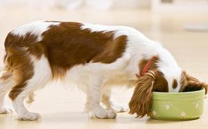 Как правильно кормить той терьера