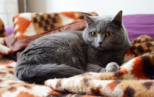 Рацион питания картезианской кошки