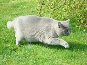 Как выглядит кошка картезианской породы