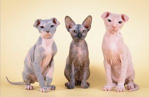 Особая порода кошек