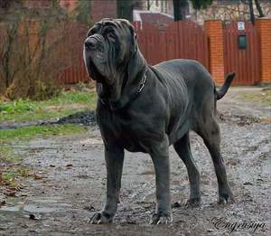 Взрослый кобель мастиф 