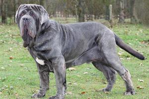 Большой мастиф