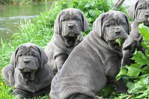 Серые мастифы