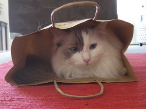 Уход за кошкой Рэгдолл