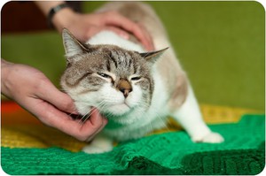 Довольный тайский кот