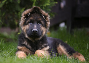 Подрощенный щенок немецкой овчарки 