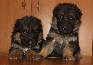 Щенок - будущий защитник