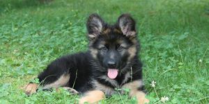 Выбор и воспитание щенка немецкой овчарки