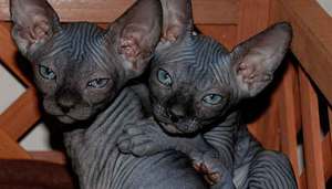 Как кормить канадского сфинкса