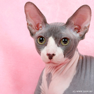 Описание кошки сфинкса