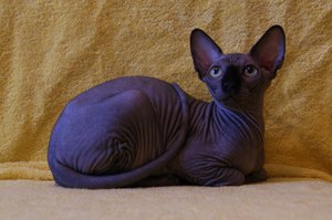 Особенности породы кошек