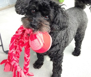 Игрушка Осьминог для собак