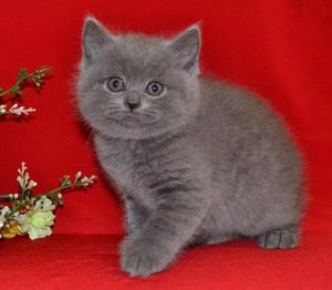 Шотландская прямоухая кошка 