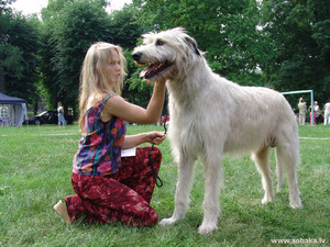 Ирландский волкодав