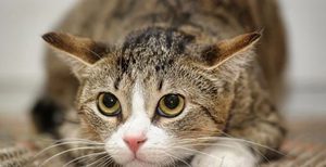 В каких ситуациях рекомендуется прием препарата Стоп-стресс