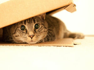 Как давать препарат Стоп-стресс