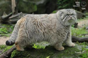 Описание дикого кота манула