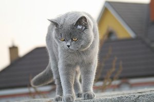 Как ухаживать за британской кошкой