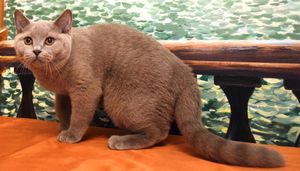 Описание британской кошки