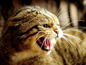 Полезные корма 