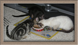 Особенности 