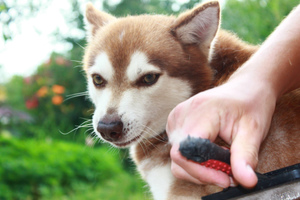 Вычесывание кли-кая